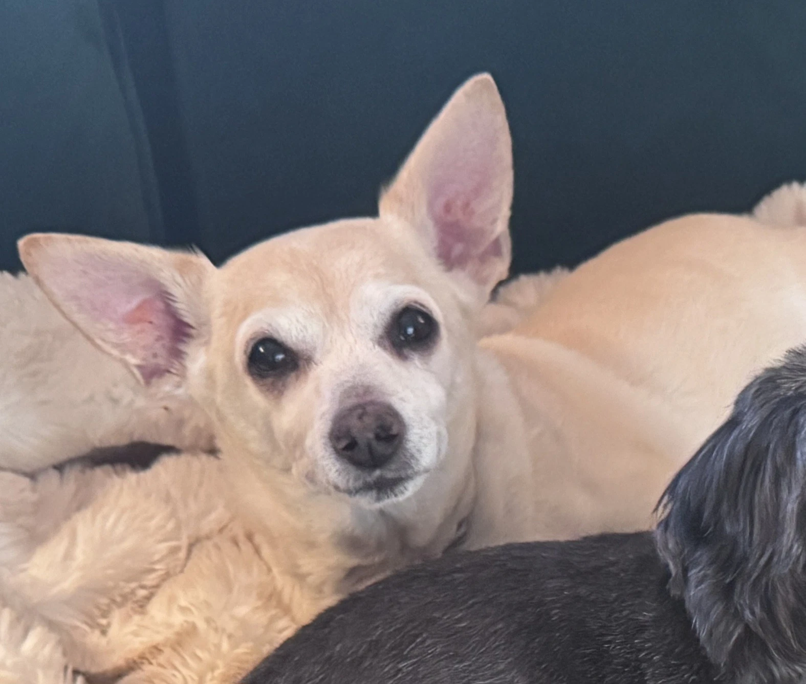 Chico