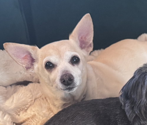 Chico, a dog for adoption from The Heroic Tail