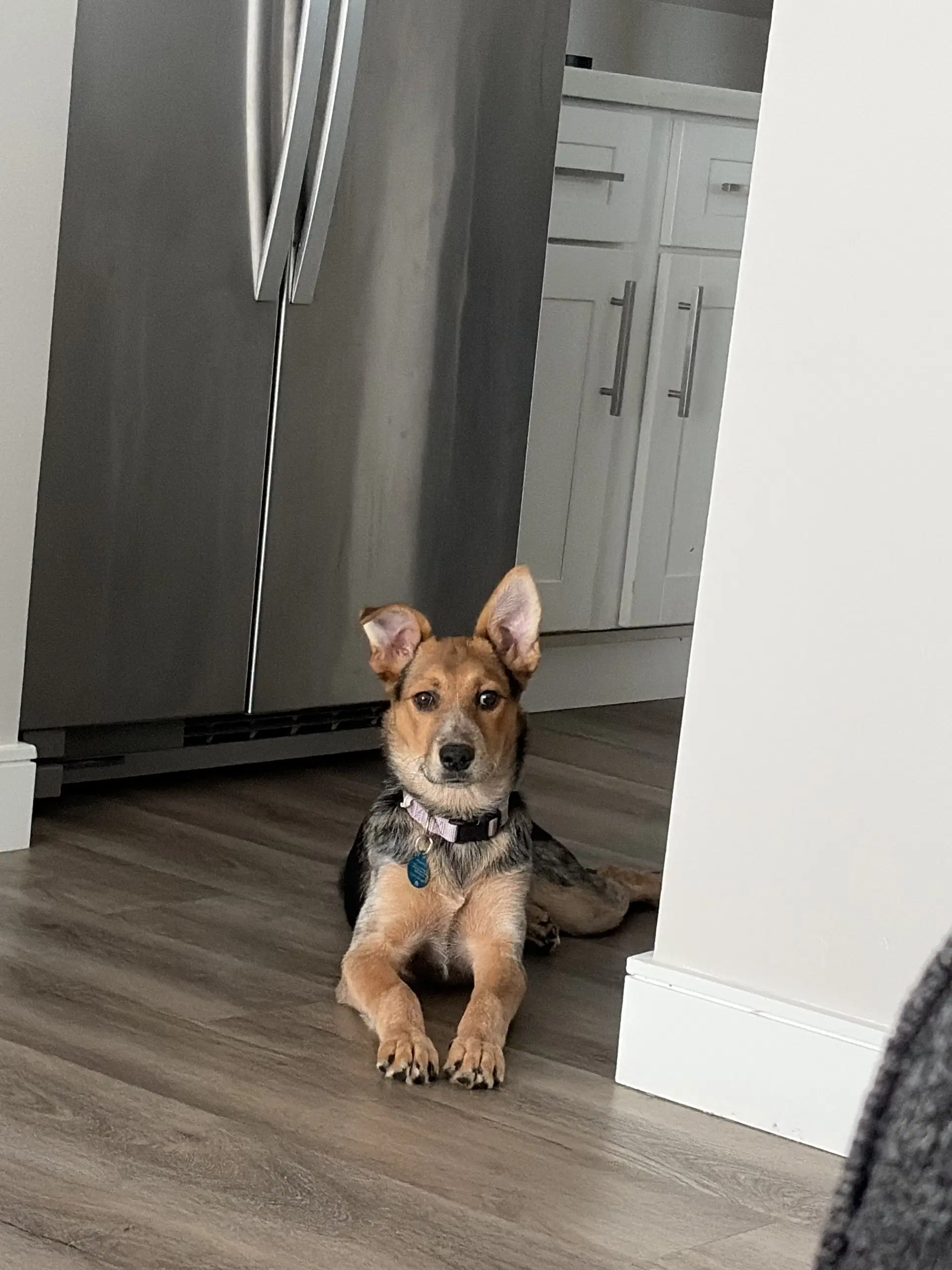 Hazel - German Shepherd Dog