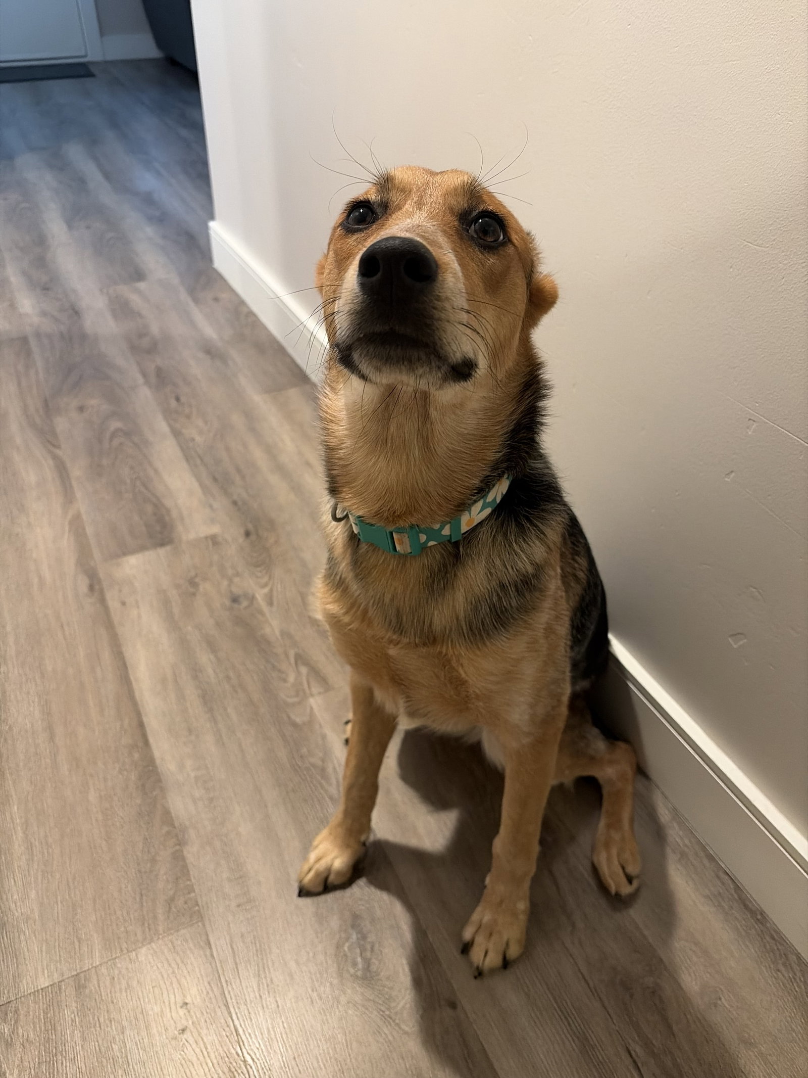 Hazel, photo 4