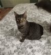 adoptable Cat in brookpark, OH named Cardi