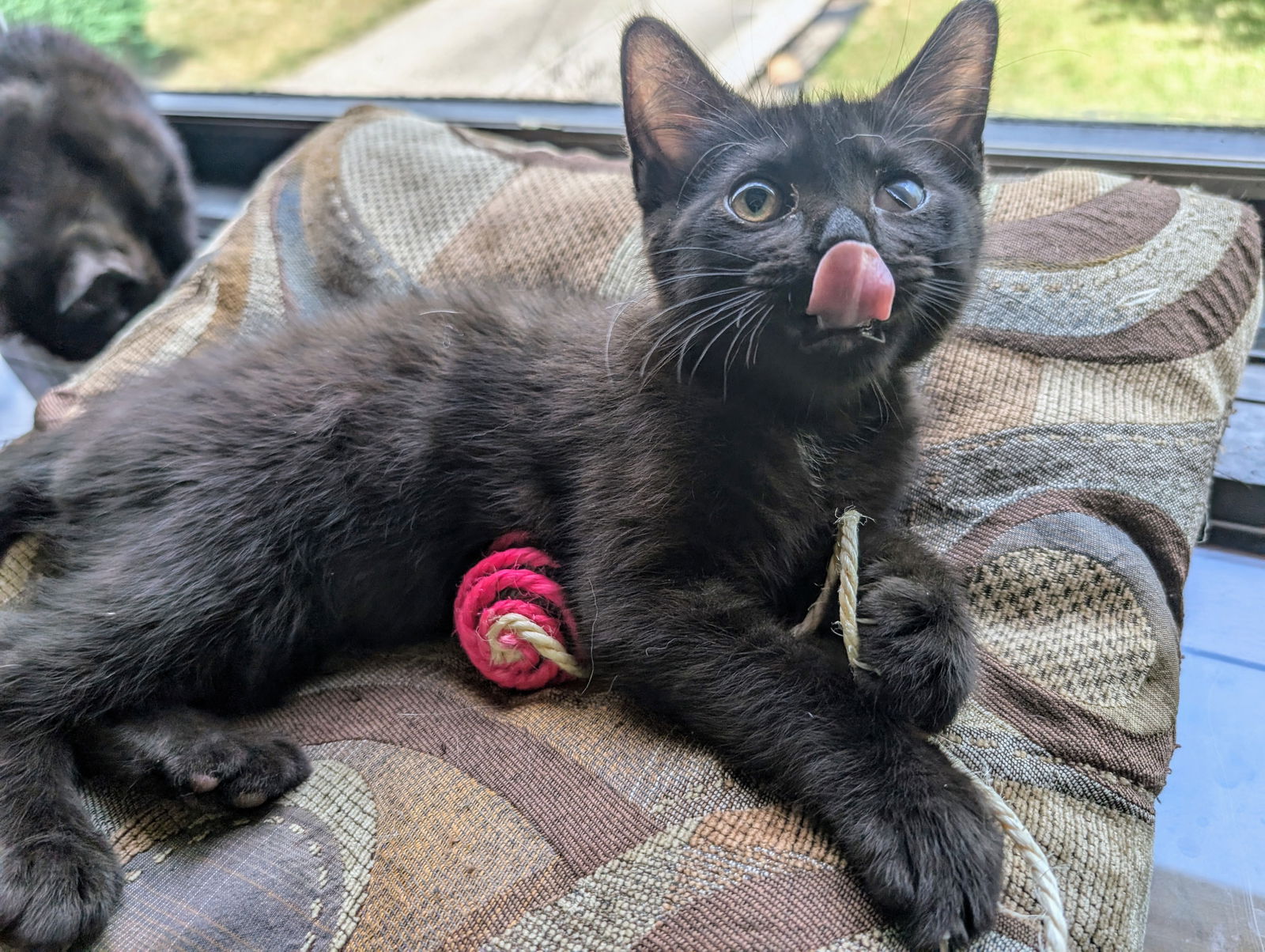 adoptable Cat in Brookpark, OH named Bop