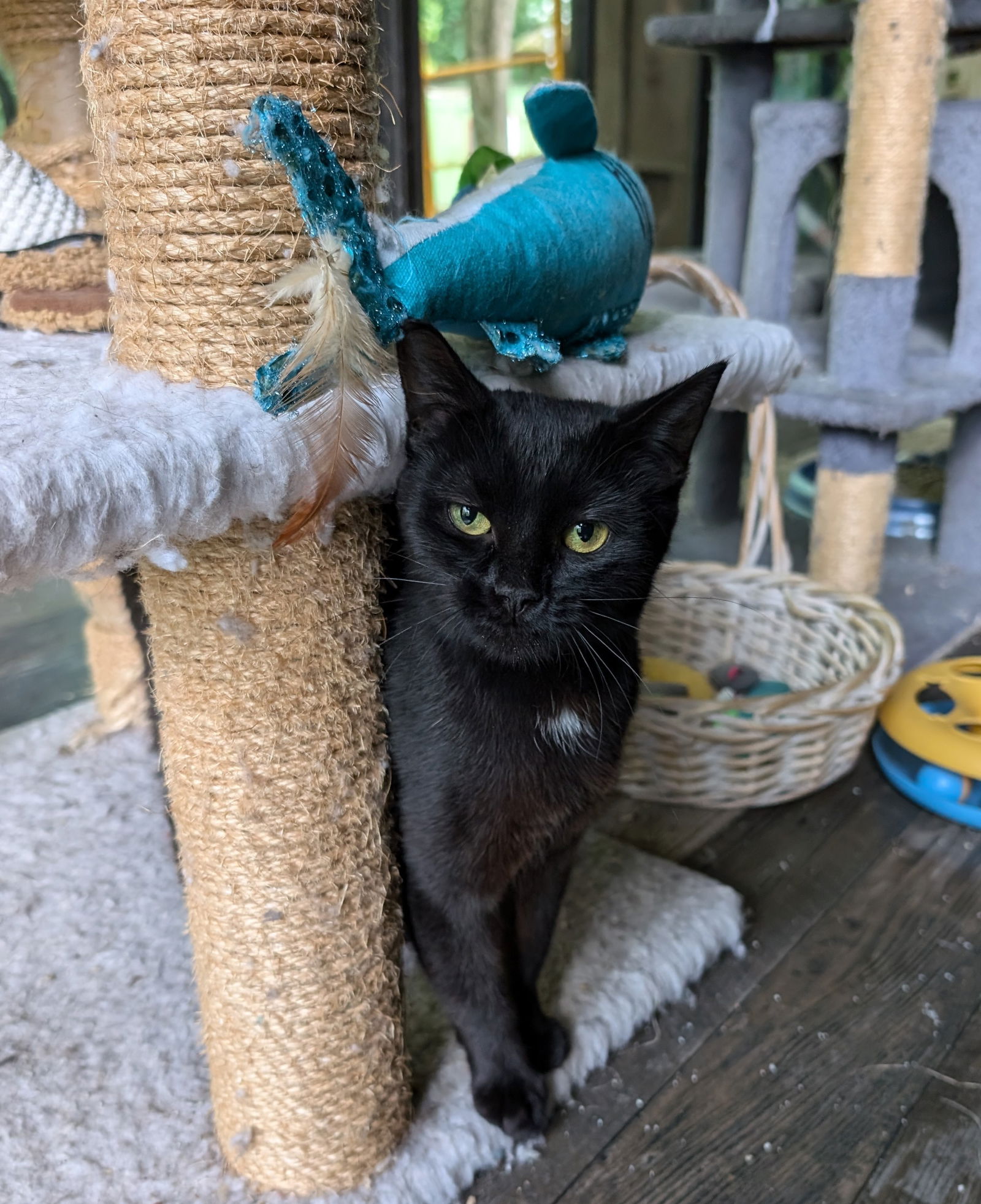 adoptable Cat in Brookpark, OH named Juna