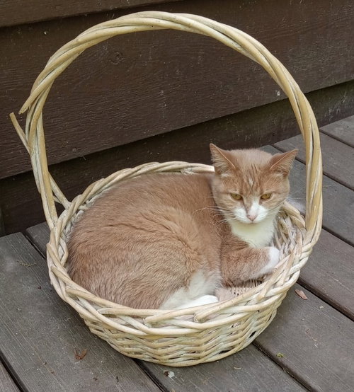 HANNAH - Domestic Short Hair available for adoption