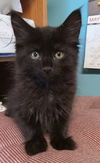 adoptable Cat in  named Betta