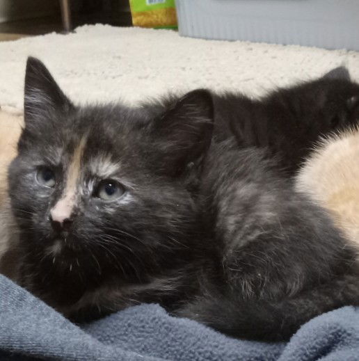 adoptable Cat in Brookpark, OH named Molly