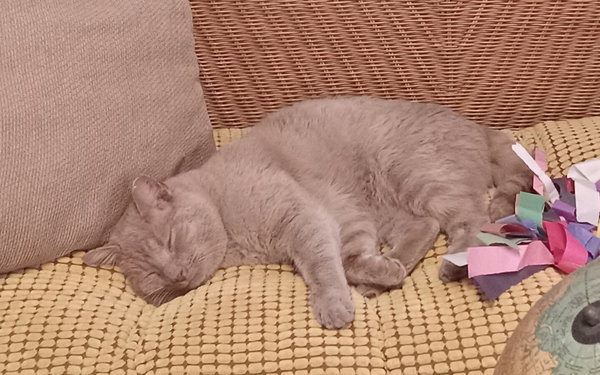 Buddy