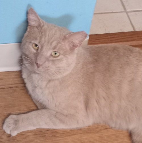 Buddy, Adult Domestic Short Hair (short coat), cat for adoption in Euclid, Ohio