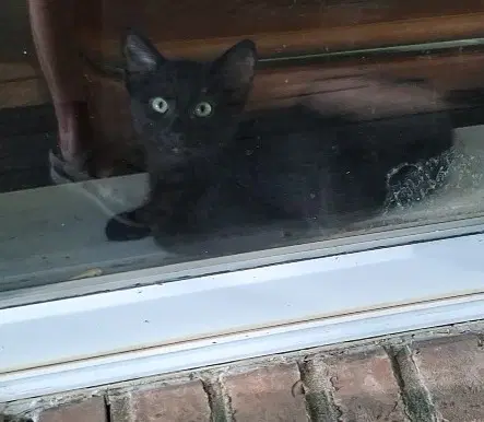 Hayden - Domestic Short Hair