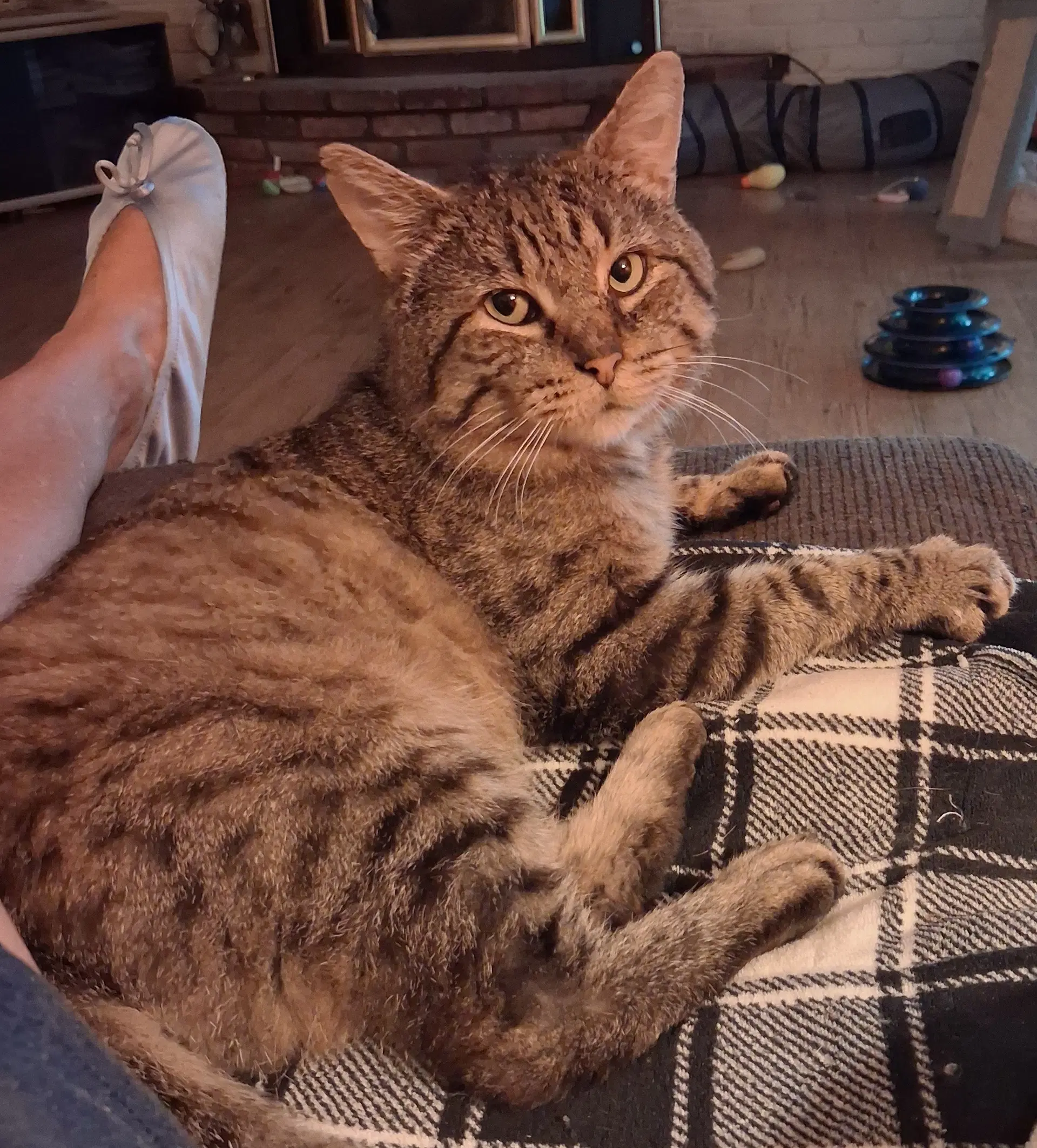 Bruno - Domestic Short Hair