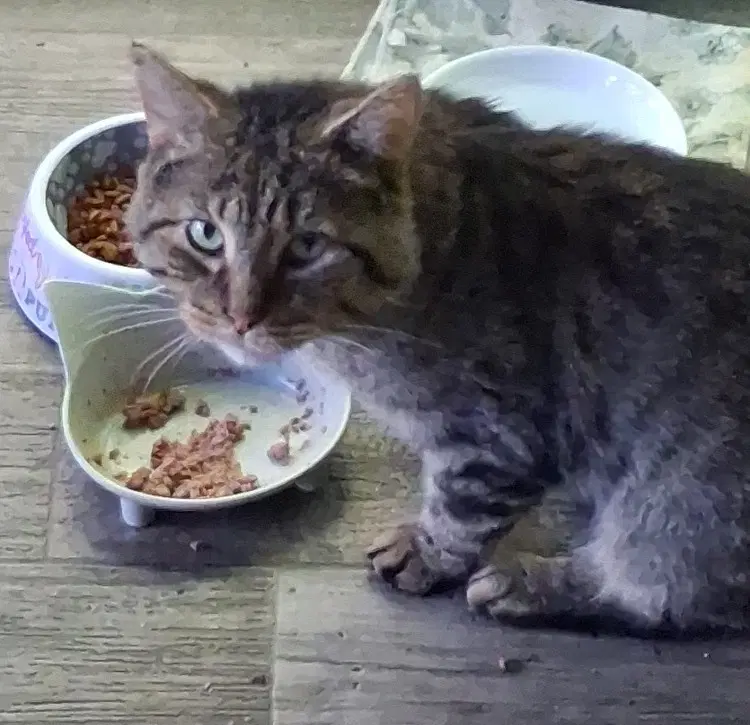 Bruno - Domestic Short Hair
