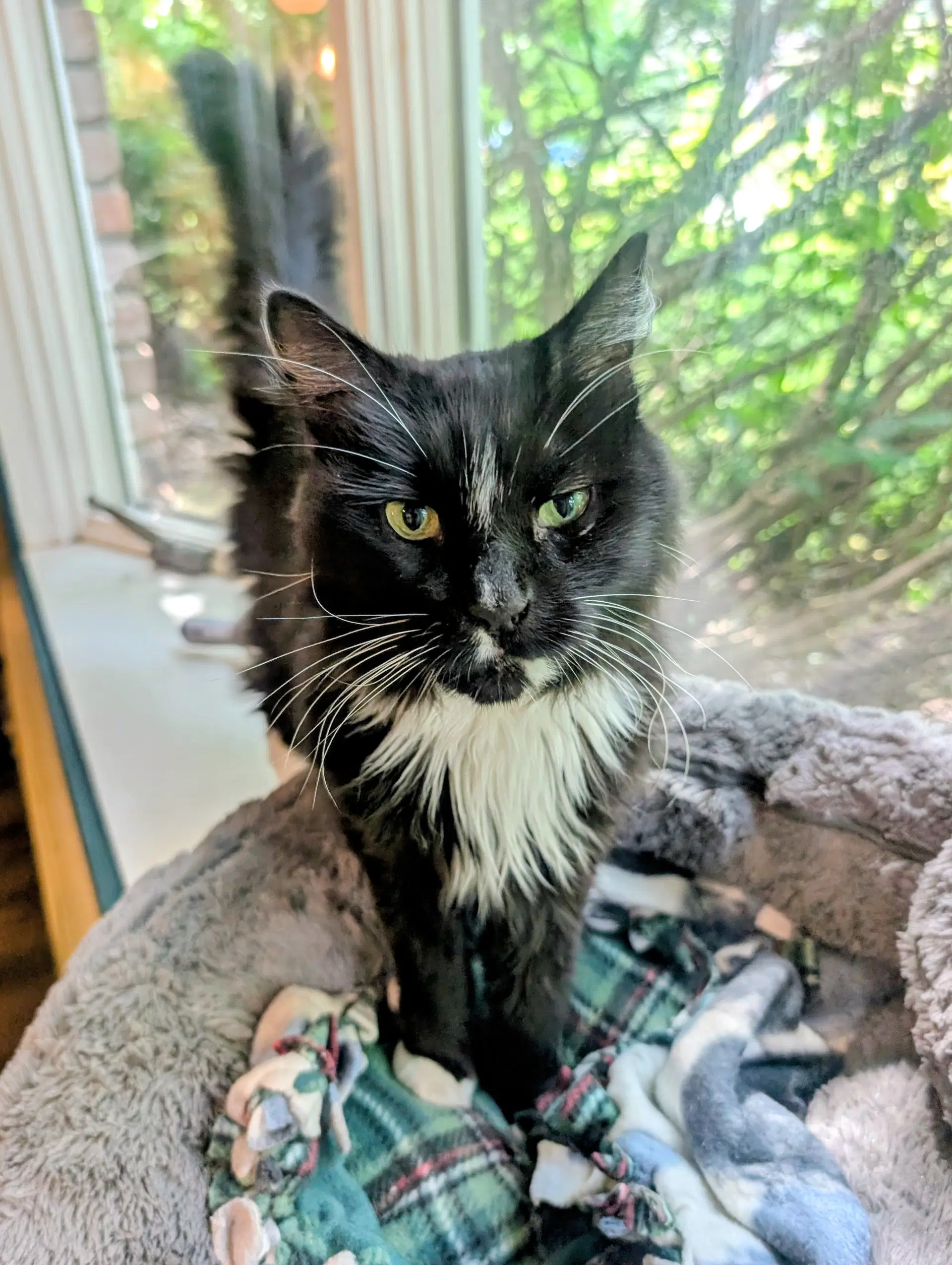 Sharon - Maine Coon
