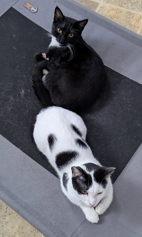 Mother and Son, a cat for adoption from Happy Stripes