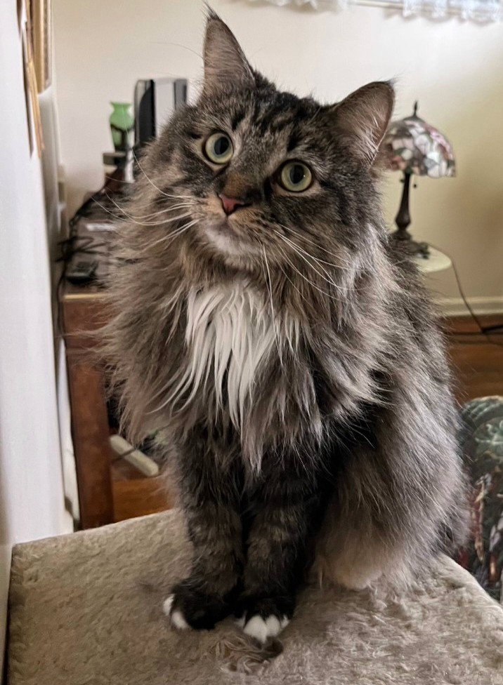 Mitsy