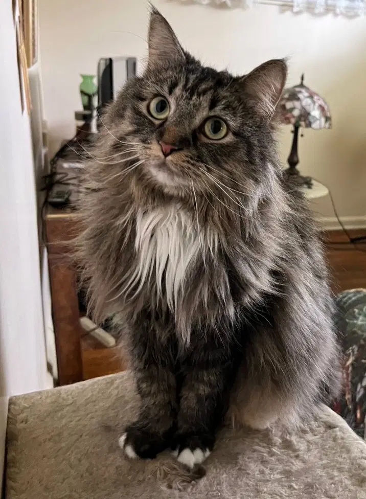 Mitsy image 1