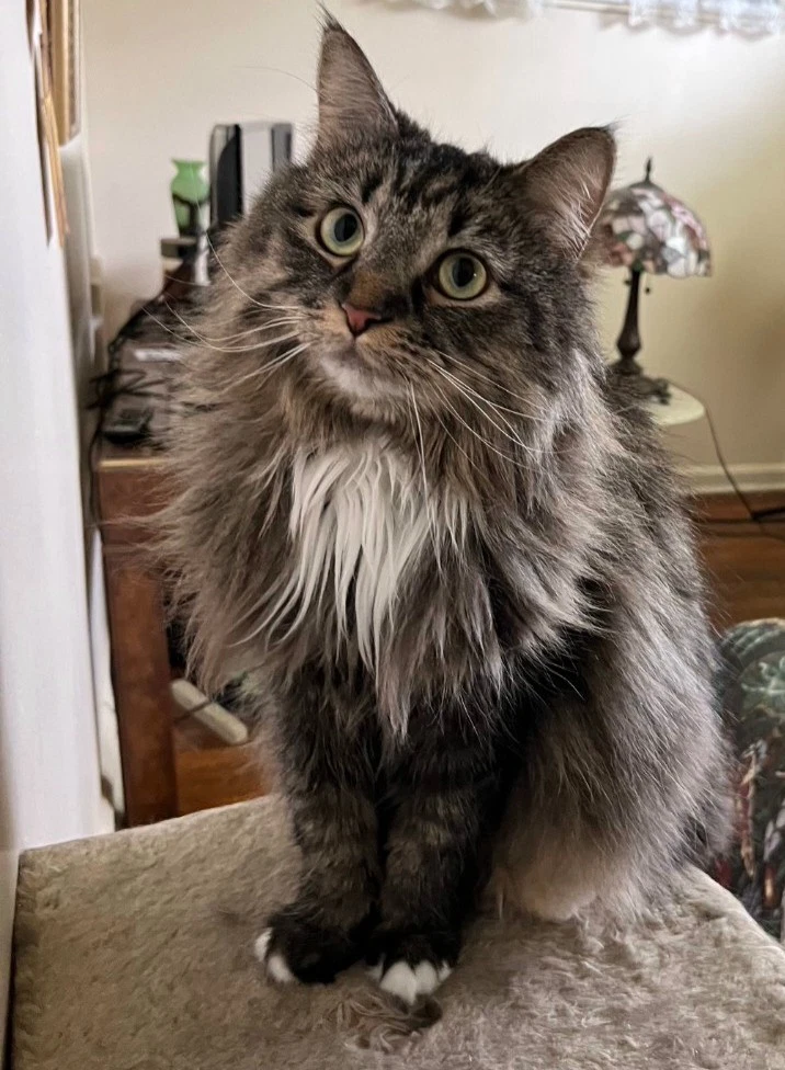 Mitsy