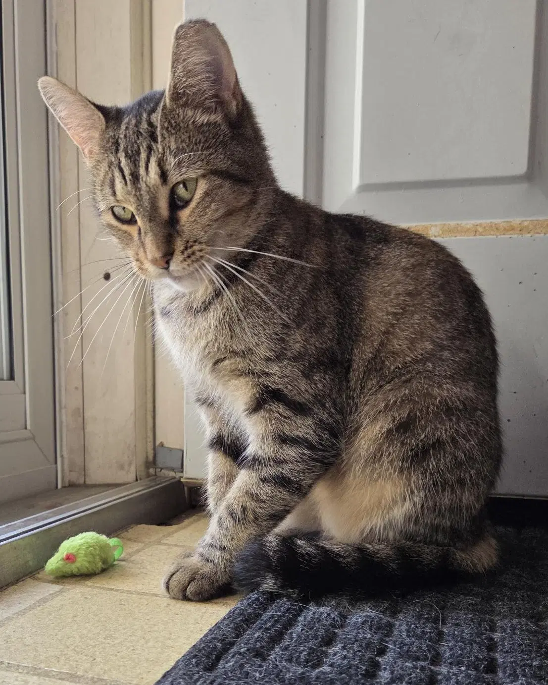 Xena - Domestic Short Hair