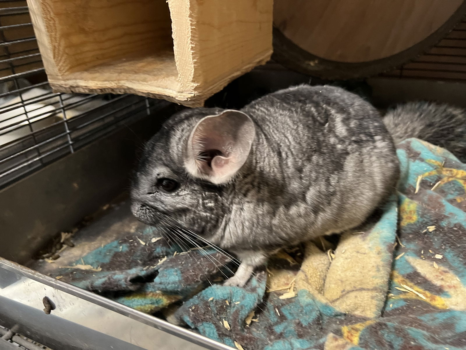 adoptable Chinchilla in Sunnyvale, CA named WubWub