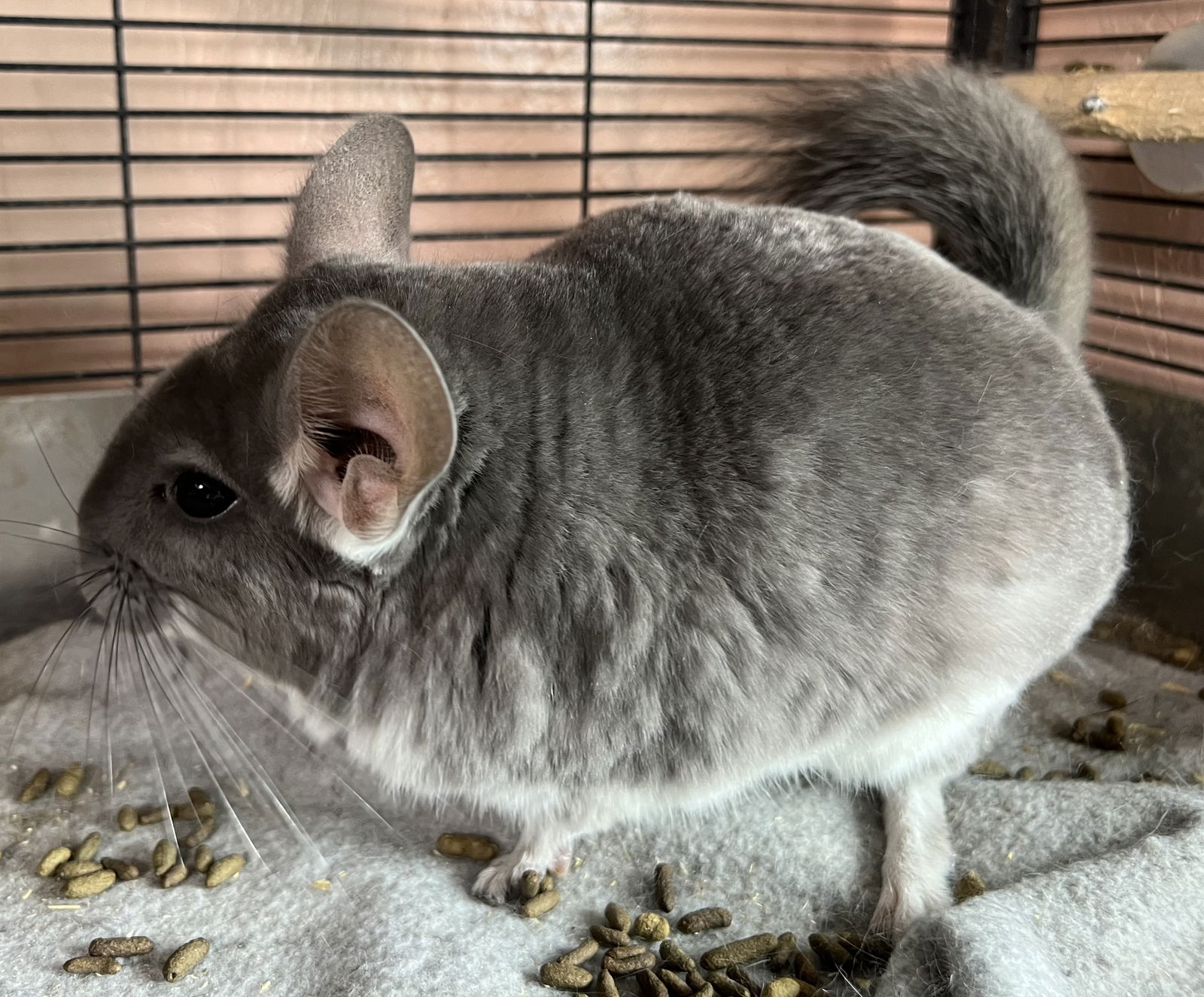 adoptable Chinchilla in Sunnyvale, CA named Senora