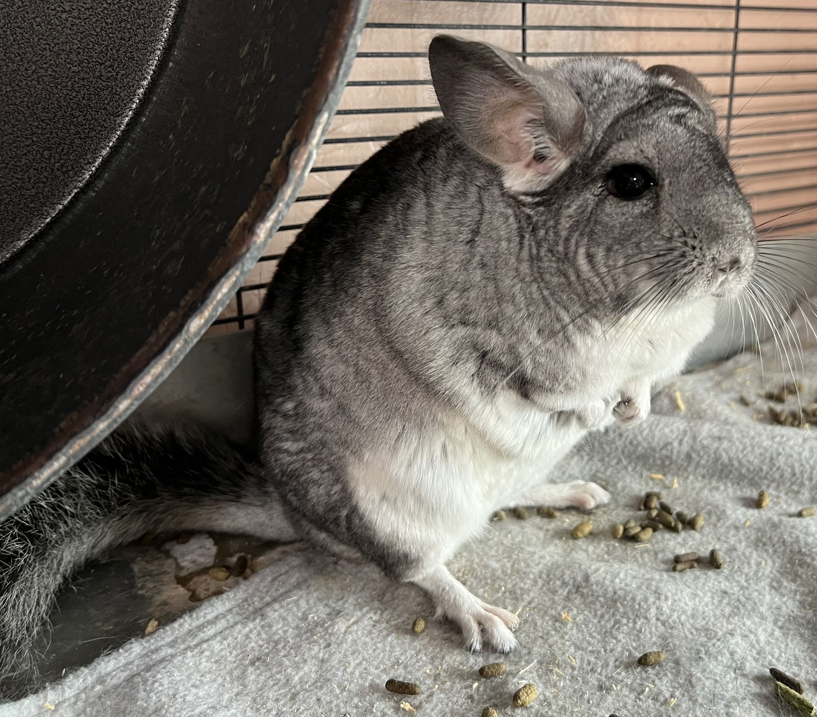 adoptable Chinchilla in Sunnyvale, CA named Ms Mischief