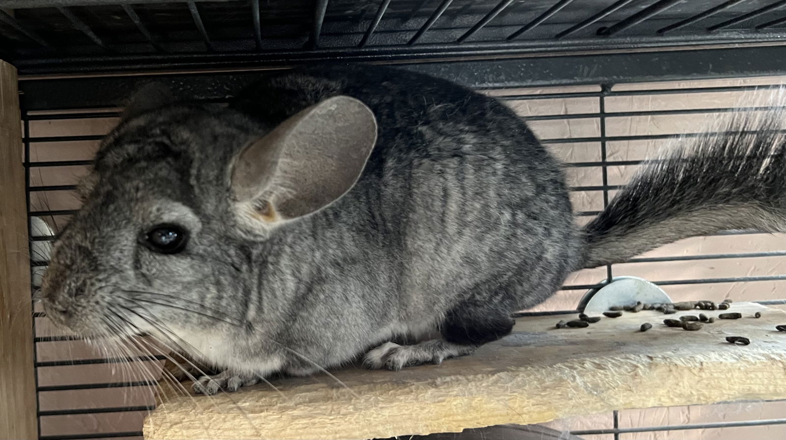 adoptable Chinchilla in Sunnyvale, CA named Taylor