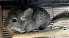 adoptable Chinchilla in sunnyvale, CA named Taylor