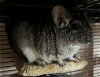 adoptable Chinchilla in sunnyvale, CA named Thor