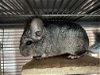 adoptable Chinchilla in sunnyvale, CA named Mr Sweet
