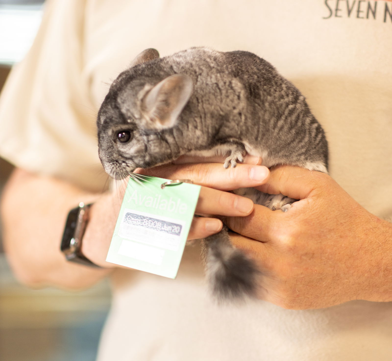 adoptable Chinchilla in Sunnyvale, CA named Cairo