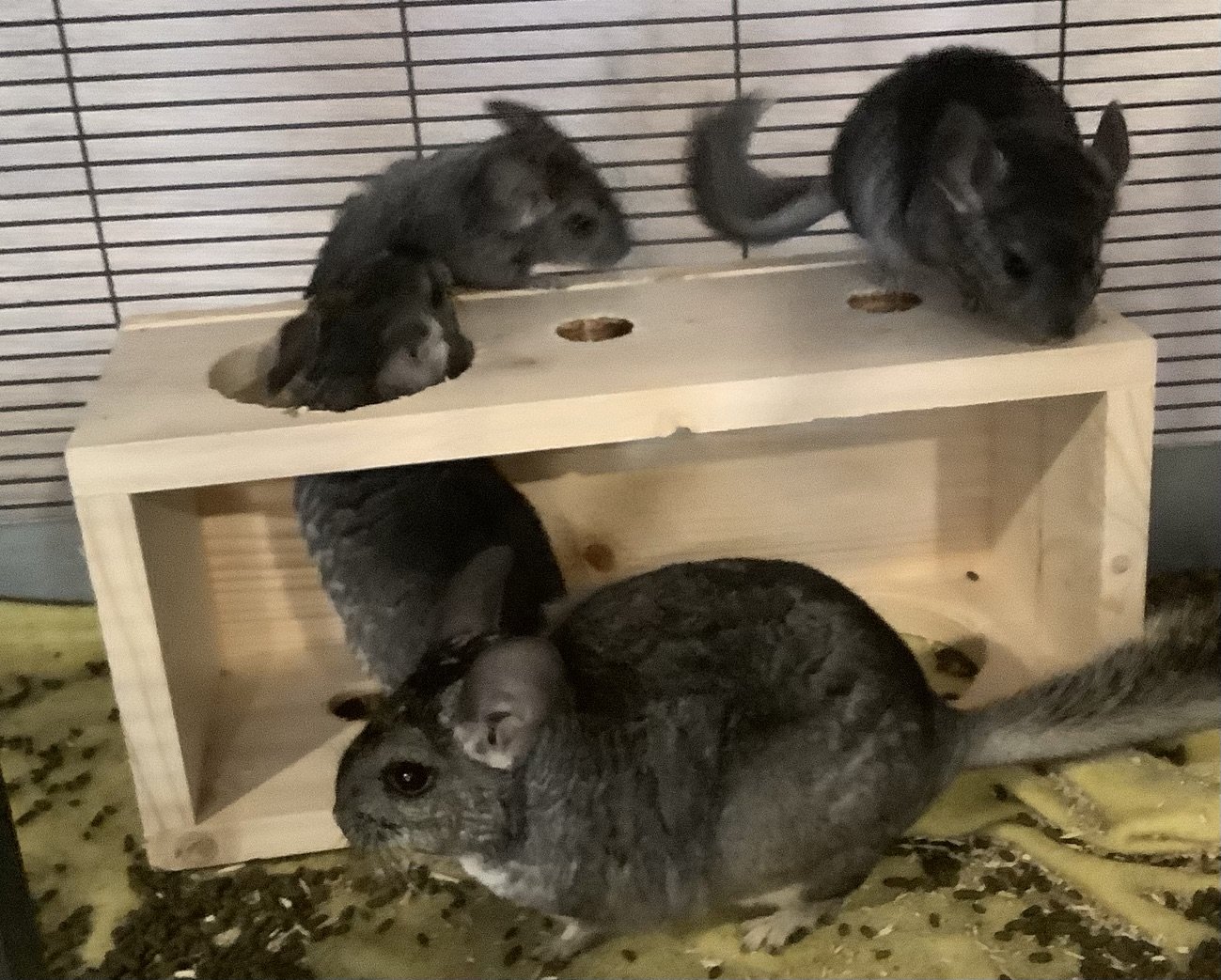 adoptable Chinchilla in Sunnyvale, CA named Candy Cane