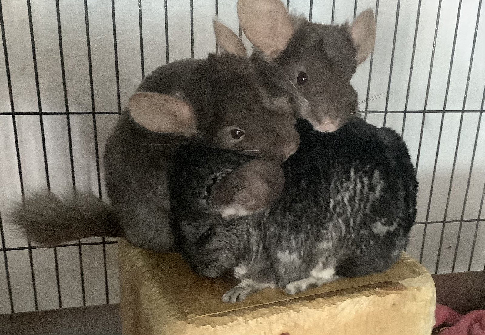 adoptable Chinchilla in Sunnyvale, CA named Wendy
