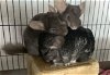 adoptable Chinchilla in sunnyvale, CA named Wendy