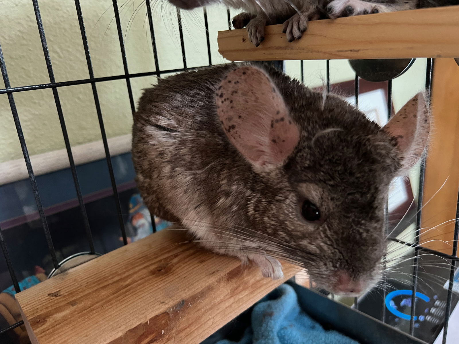 adoptable Chinchilla in Sunnyvale, CA named Ron