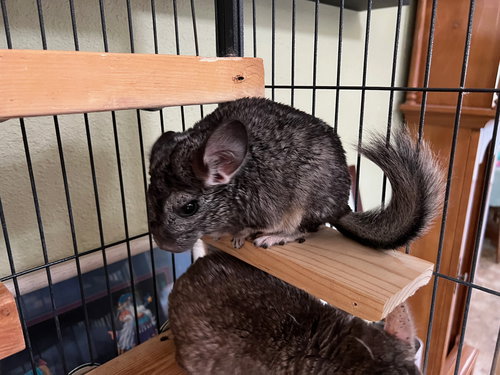 HARRY - Chinchilla available for adoption
