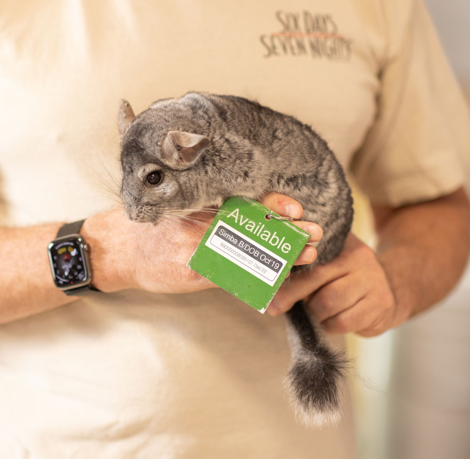 adoptable Chinchilla in Sunnyvale, CA named Simba