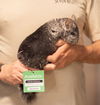 adoptable Chinchilla in Sunnyvale, CA named Little Grey