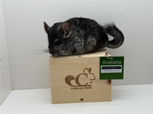 CHARA - Chinchilla available for adoption