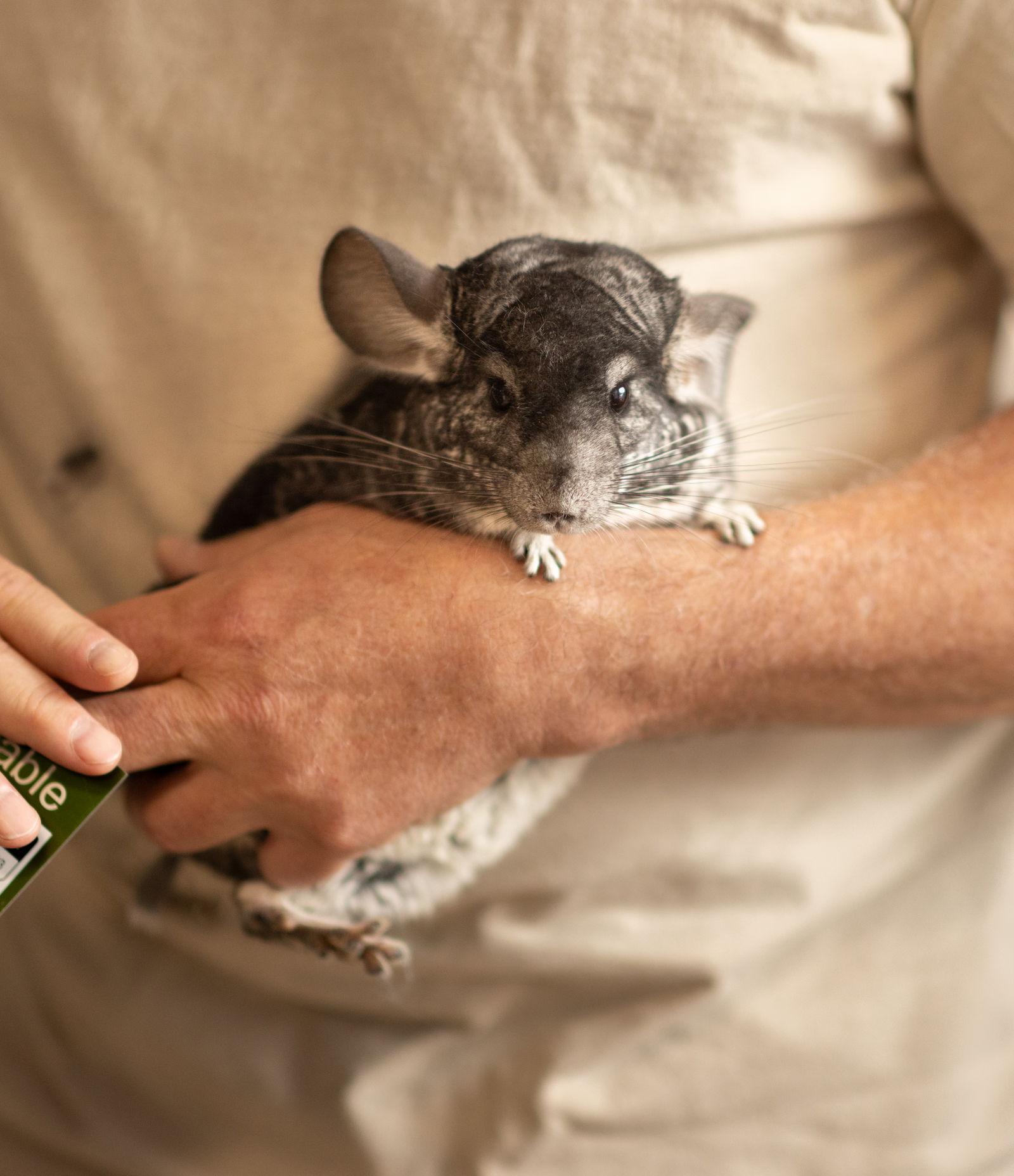 adoptable Chinchilla in Sunnyvale, CA named Lucy