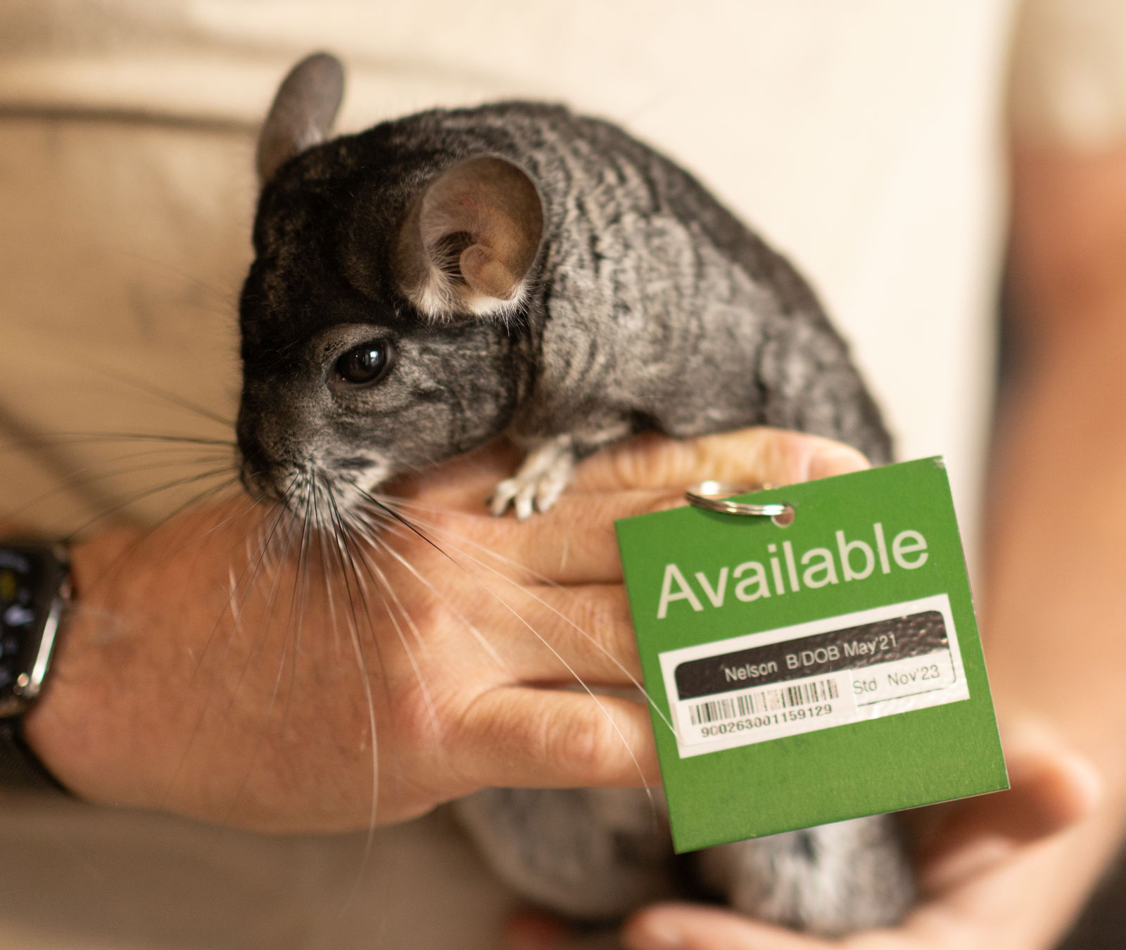 adoptable Chinchilla in Sunnyvale, CA named Nelson