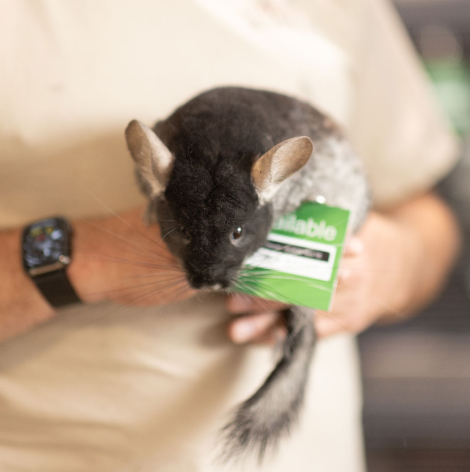 adoptable Chinchilla in Sunnyvale, CA named Opal