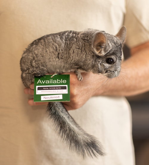 NOCHE - Chinchilla available for adoption