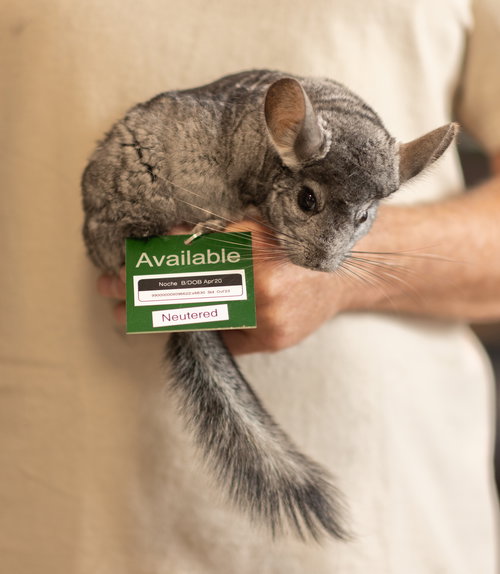 NOCHE - Chinchilla available for adoption