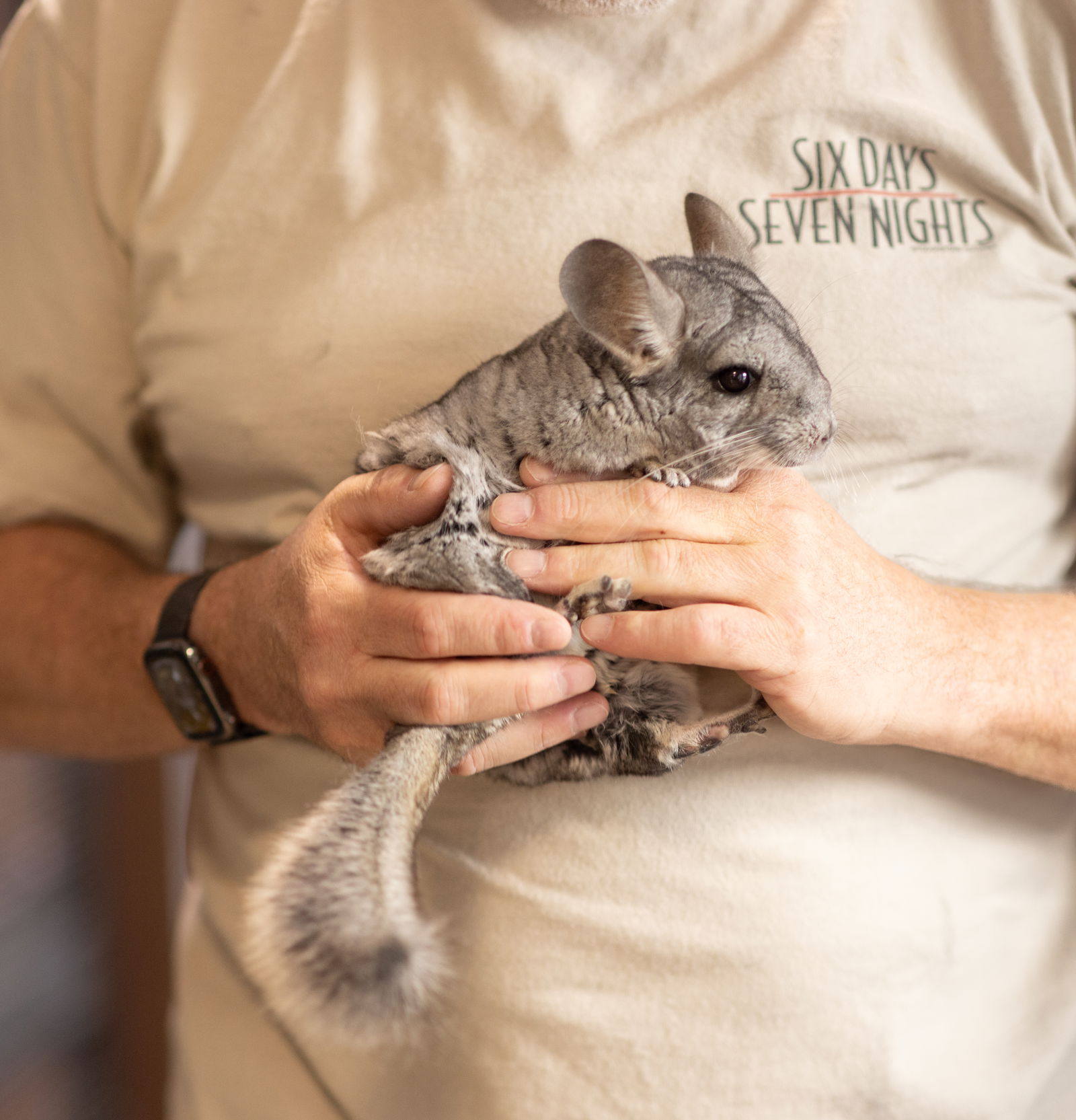 adoptable Chinchilla in Sunnyvale, CA named Penelope