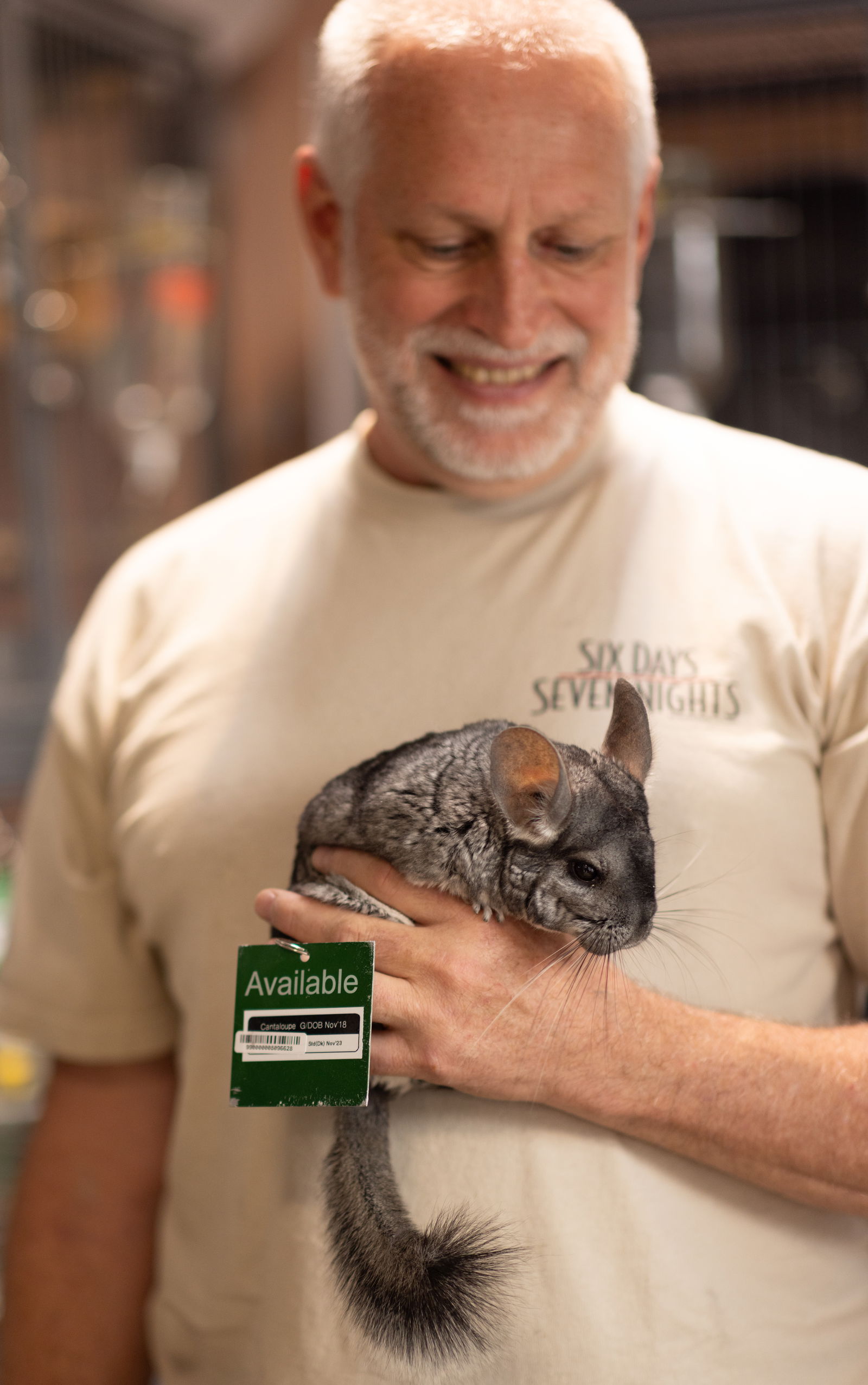 adoptable Chinchilla in Sunnyvale, CA named Cantaloupe