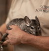 adoptable Chinchilla in Sunnyvale, CA named Lilly