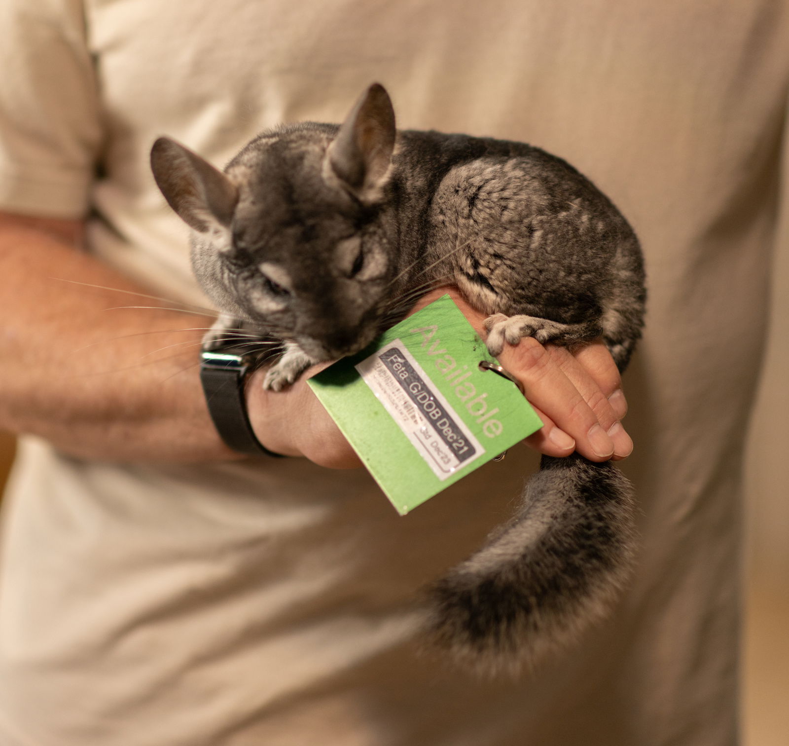 adoptable Chinchilla in Sunnyvale, CA named Feta