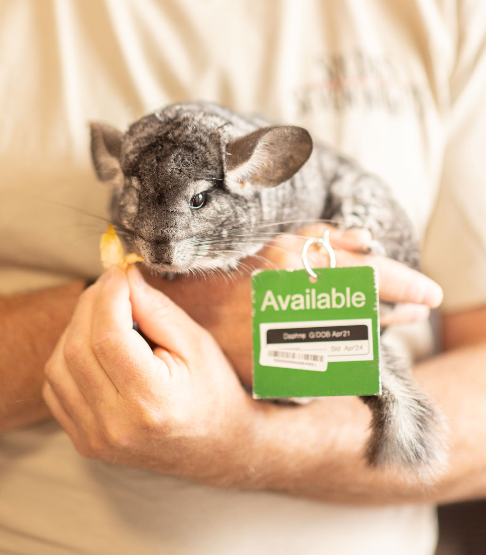 adoptable Chinchilla in Sunnyvale, CA named Daphne