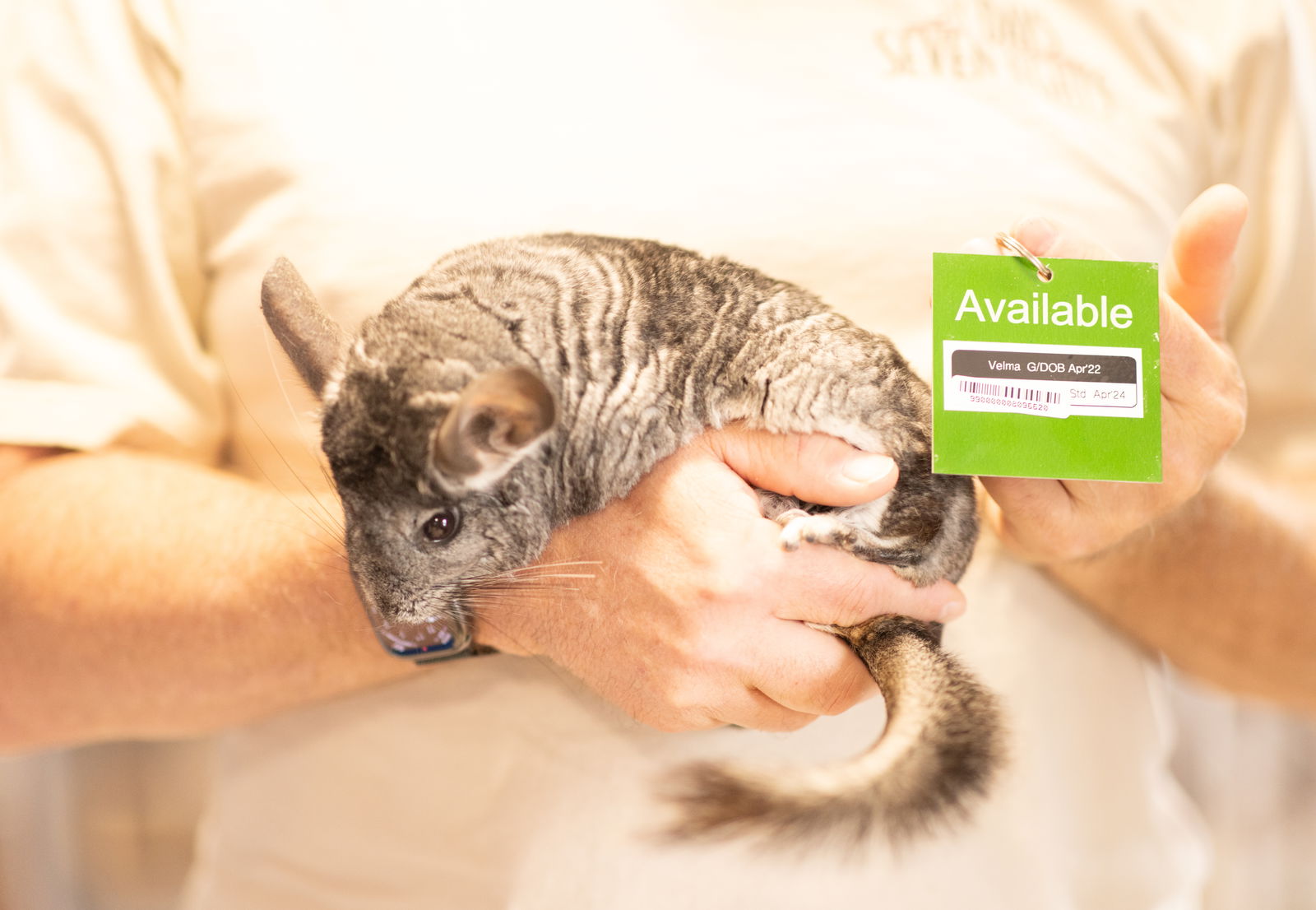 adoptable Chinchilla in Sunnyvale, CA named Velma