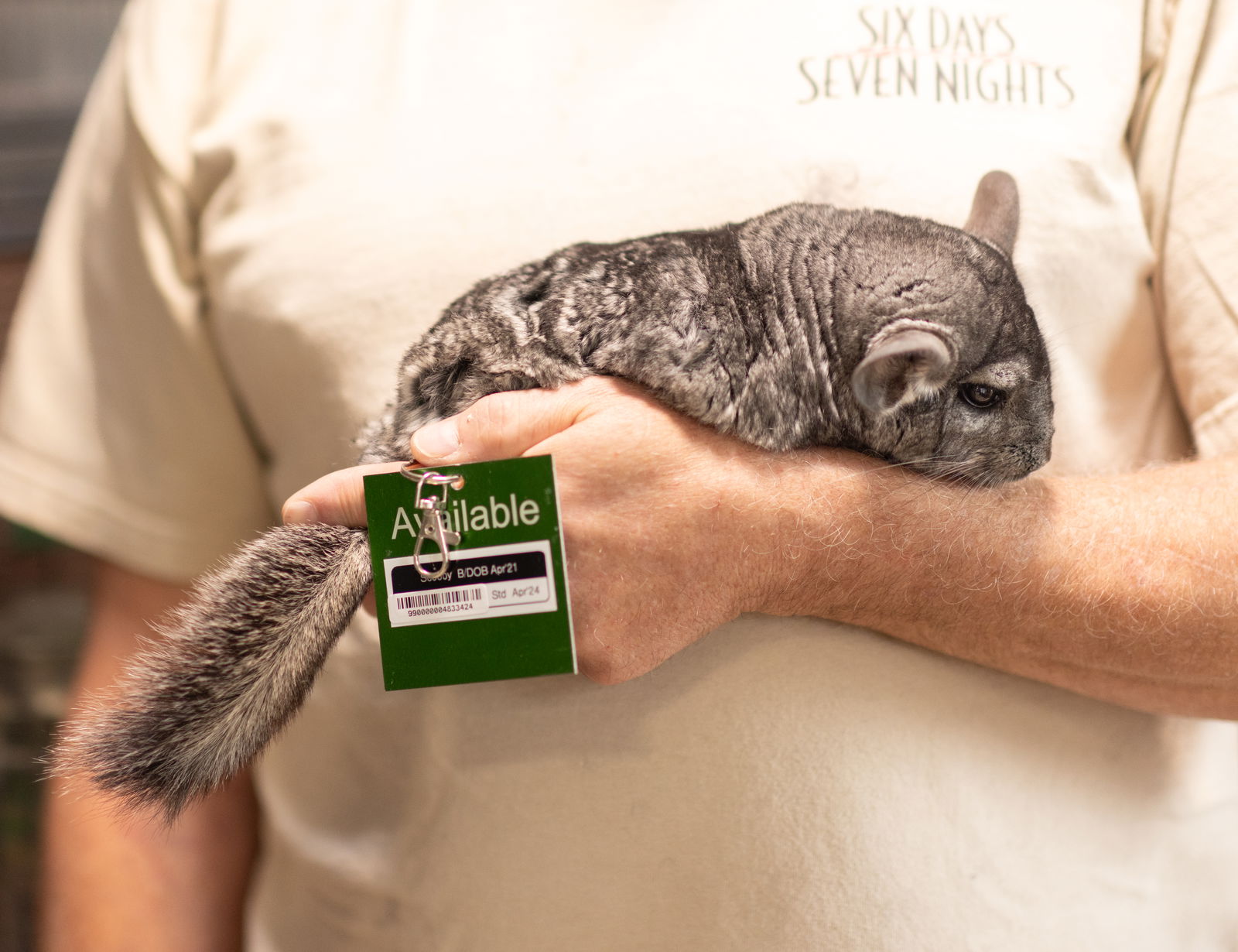 adoptable Chinchilla in Sunnyvale, CA named Scooby