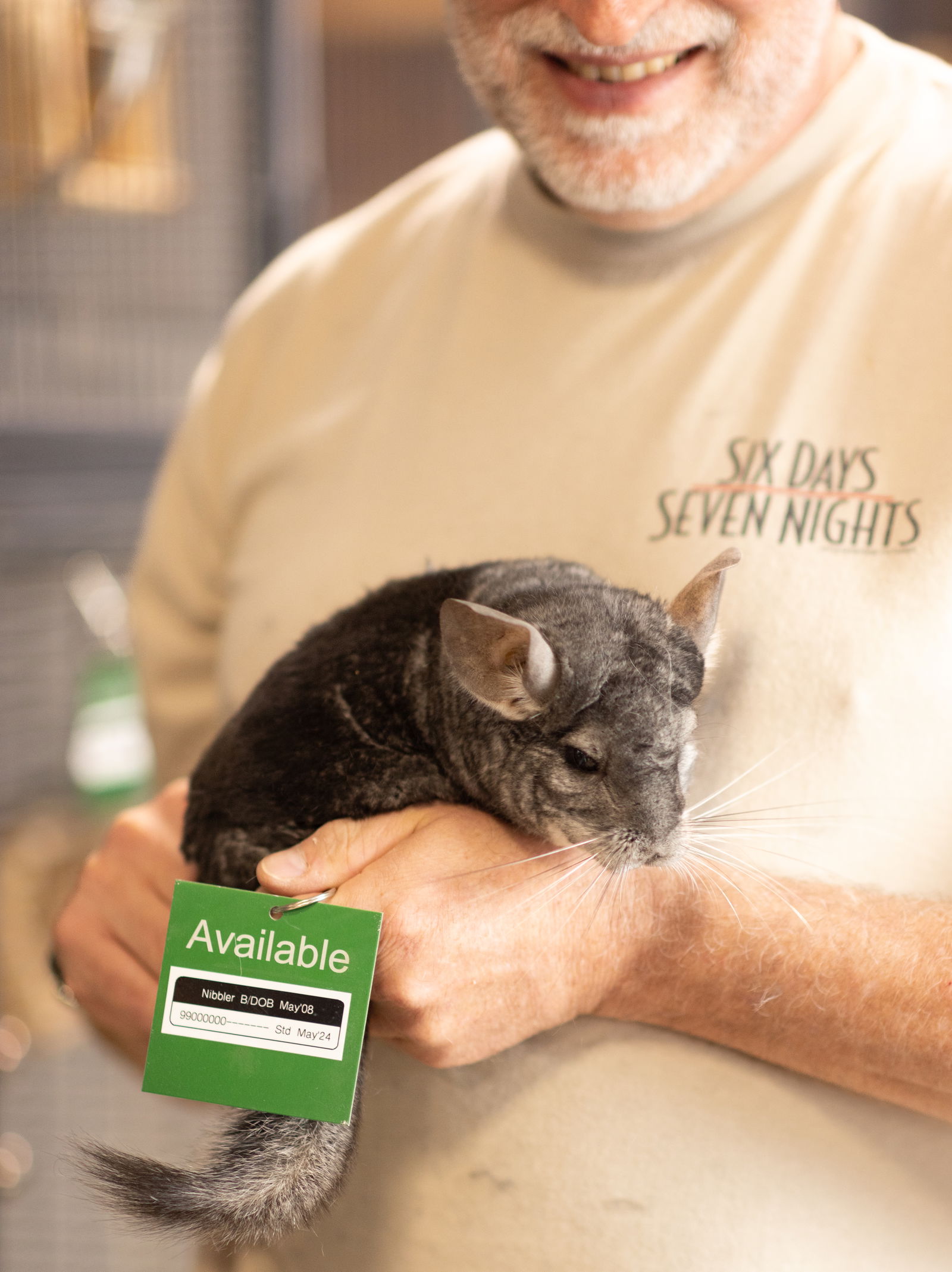 adoptable Chinchilla in Sunnyvale, CA named Nibbler